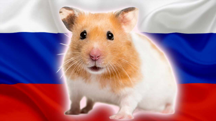 Vpn хомяк